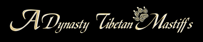 Dynasty Tibetan Mastiffs