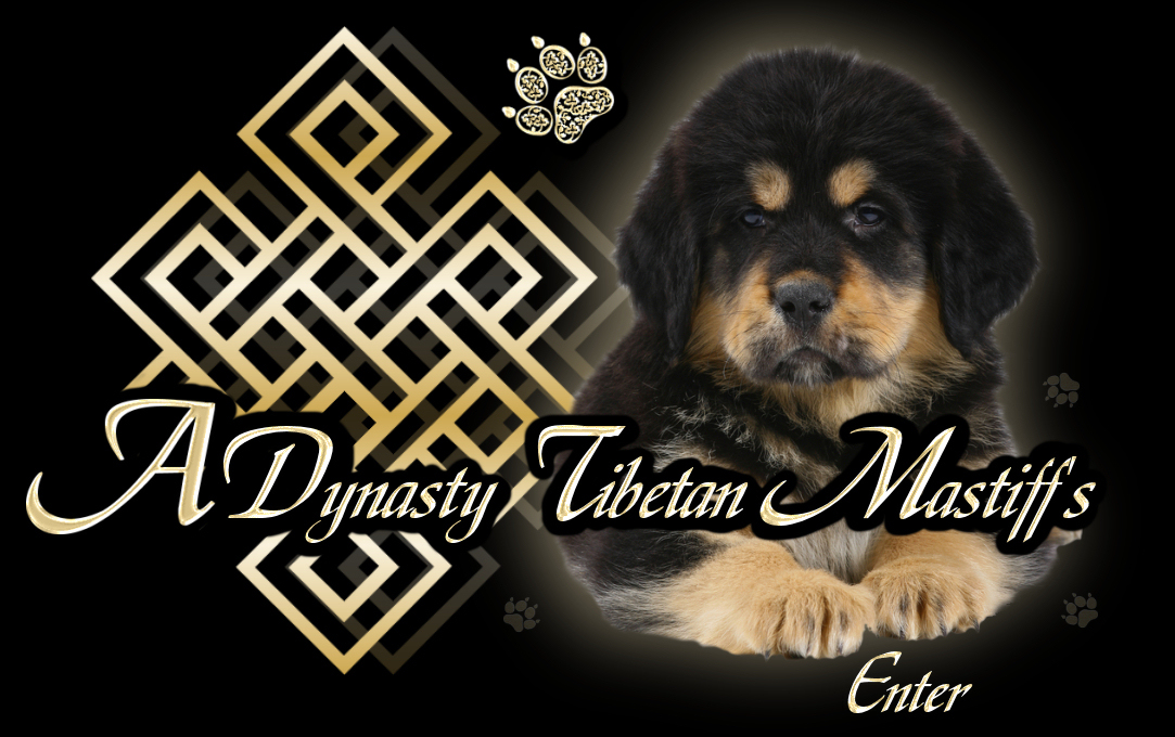 ADynasty Tibetan Mastiff's - Welcome